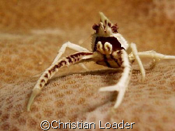 Squat Lobster. Photo taken at Paradise2 at Mabul Island i... by Christian Loader 